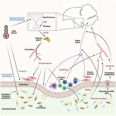 The Microbiota-Gut-Brain Axis During Heat Stress in Chickens: A Review